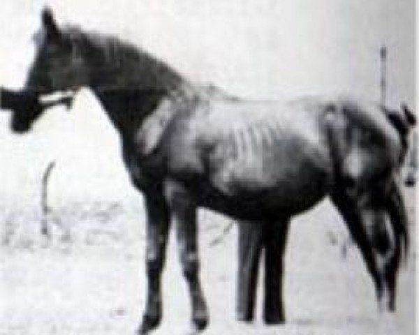 broodmare Exochorda 1924 RAS (Arabian purebred, 1924, from Aiglon 1909 DB) broodmare Exochorda 1924 RAS (Arabian purebred, 1924, from Aiglon 1909 DB)