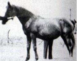 broodmare Exochorda 1924 RAS (Arabian purebred, 1924, from Aiglon 1909 DB)