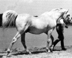 stallion Sirecho ox (Arabian purebred, 1939, from Nasr 1918 RAS)