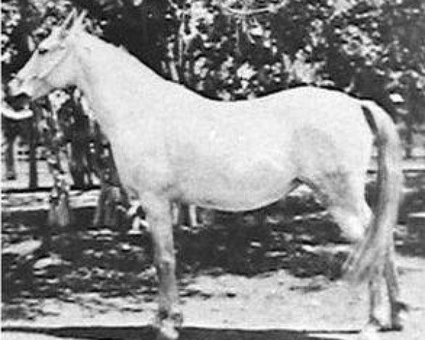 broodmare Aroussa 1911 RAS (Arabian purebred, 1911, from Dahman El Azrak 1893 RAS)