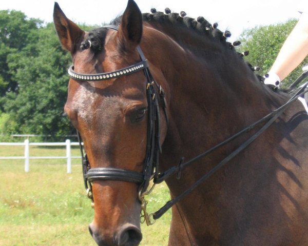 horse Zacharias 5 (Holsteiner, 1991, from Zuenftiger xx)
