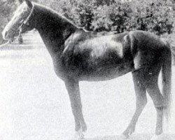stallion Hadban 1914 RAS (Arabian purebred, 1914, from Rabdan el Azrak 1897 RAS)