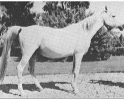 broodmare Bint Zareefa 1926 RAS (Arabian purebred, 1926, from Hadban 1914 RAS)