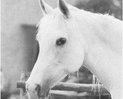 broodmare El Aziza 1958 EAO (Arabian purebred, 1958, from Gassir 1941 RAS)