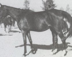 broodmare Mona 1956 EAO (Arabian purebred, 1956, from Badr 1946 RAS)