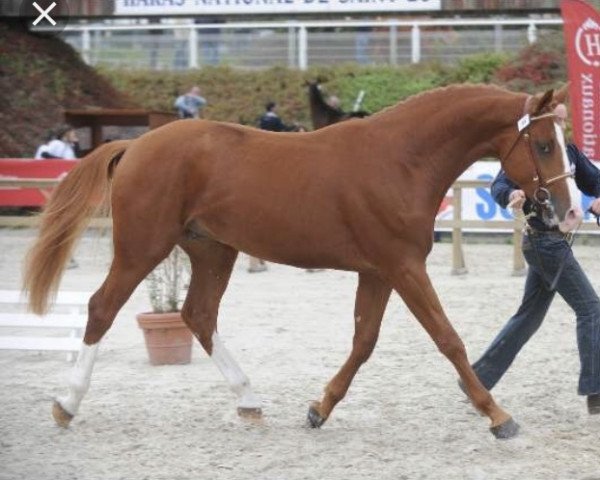 stallion Sublim des Grezils (Selle Français, 2006, from Quaprice Z)
