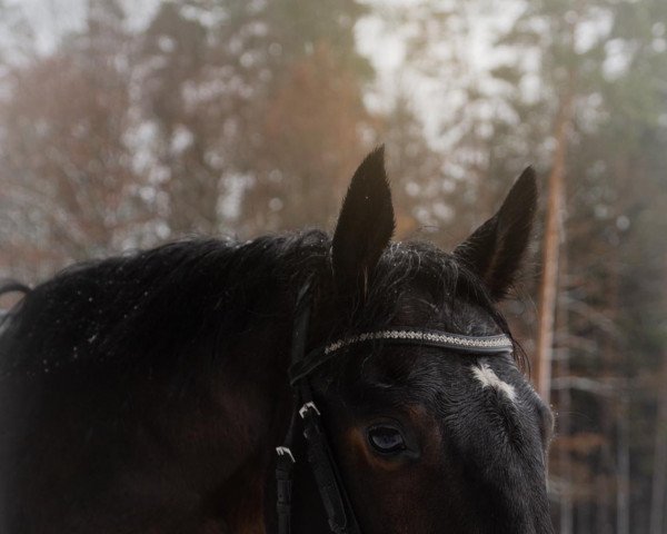 horse Satyros 3 (Oldenburg, 2016, from Semper Idem GH)