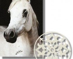 broodmare Ghazala 1973 EAO (Arabian purebred, 1973, from Ghazal 1953 EAO)
