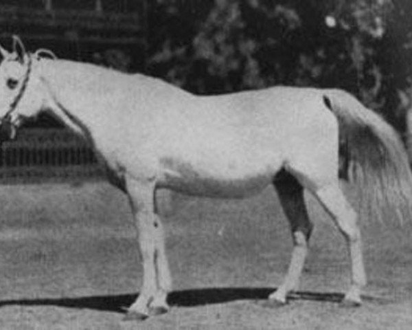 broodmare Zahra 1922 RAS (Arabian purebred, 1922, from Gamil Manial 1912 RAS)