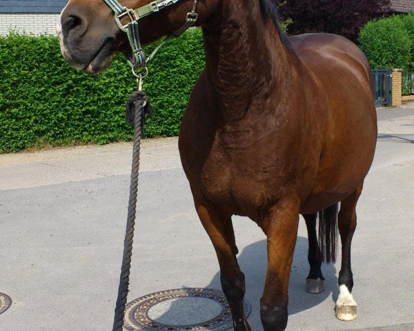 horse Perle (Hanoverian, 1993, from Pik Bube II)