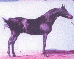 stallion Adham 1937 RAS (Arabian purebred, 1937, from Ibn Fayda 1927 RAS)