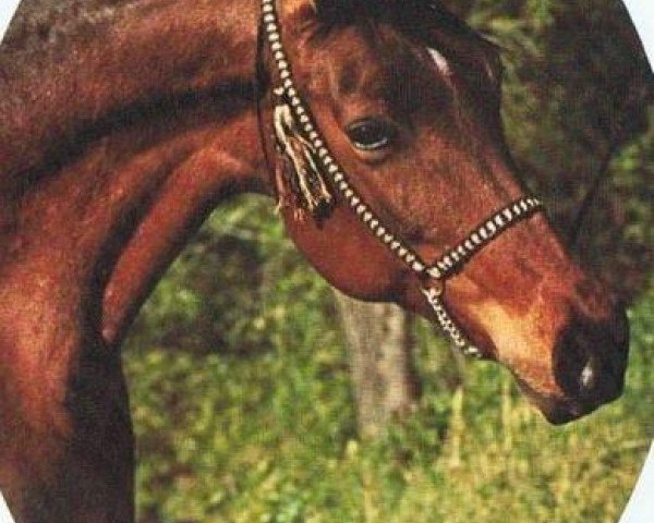 broodmare Izees 1964 EAO (Arabian purebred, 1964, from El Sareei 1942 RAS)