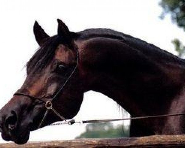 stallion Tuhotmos II 1978 EAO (Arabian purebred, 1978, from Tuhotmos 1962 EAO) stallion Tuhotmos II 1978 EAO (Arabian purebred, 1978, from Tuhotmos 1962 EAO)
