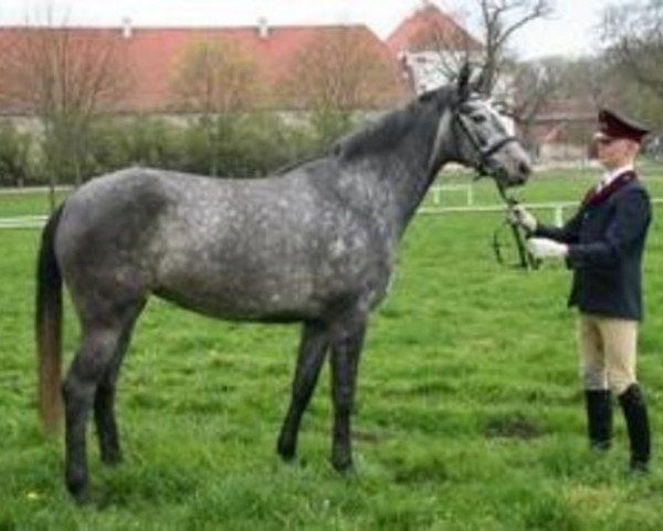 jumper Tulazar (German Sport Horse, 2002, from Bazar ShA)
