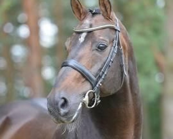stallion Faberge (Hanoverian, 1990, from Feuerspiel)