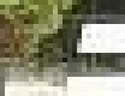 Dressurpferd Fleur Rouge N (Hannoveraner, 2003, von Falkenstern II)