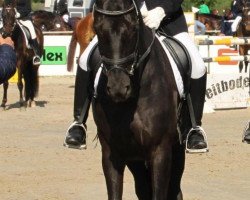 Dressurpferd Donna Dorina 15 (Hannoveraner, 2005, von Danone 4)