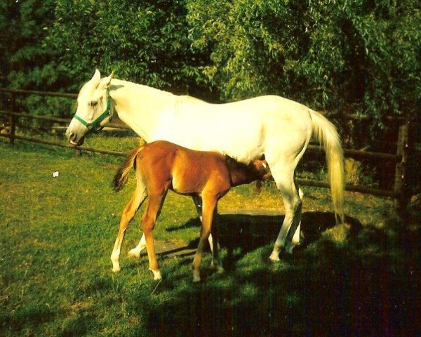 stallion Hamasa Arslan ox (Arabian purebred, 1976, from Farag 1962 EAO)