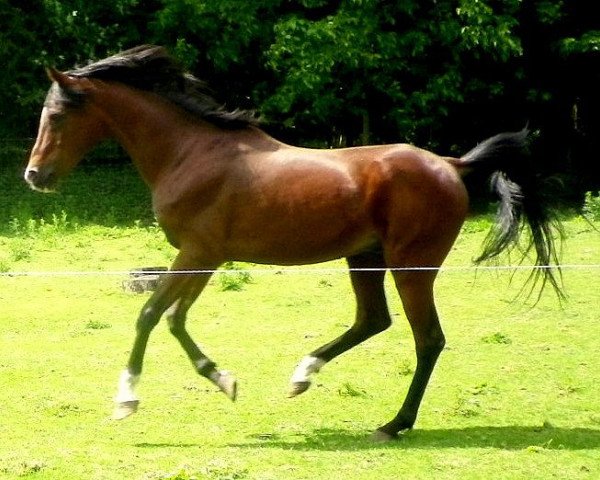 horse Maamoon Gazur ox (Arabian purebred, 1987, from Hamasa Arslan ox)