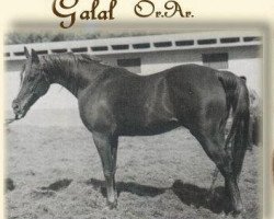 stallion Galal 1959 EAO (Arabian purebred, 1959, from Nazeer 1934 RAS)
