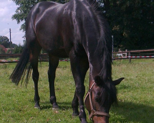 horse Halunke (German Riding Pony, 1999, from Henry)