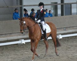 jumper Sibylla (Oldenburg show jumper, 2009, from Sandro Boy)