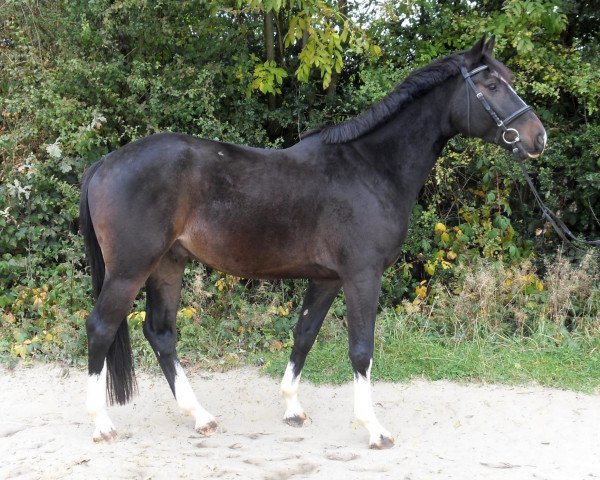jumper Nekko (Holsteiner, 2007, from Nekton)