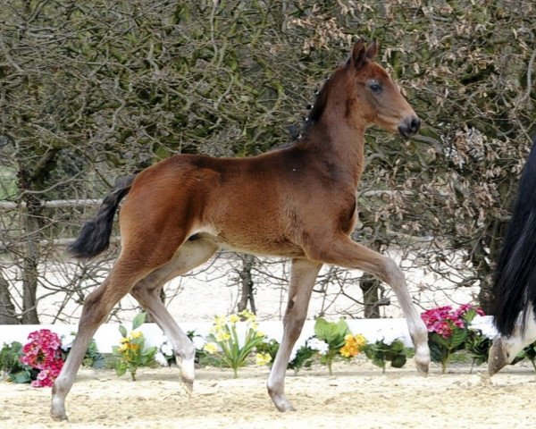 Dressurpferd Dark Diwero (Westfale, 2011, von Damon Hill)