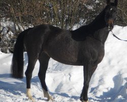 broodmare Riwera (Westphalian, 2003, from Royal of Loh)