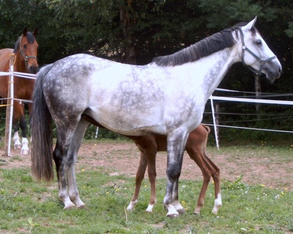 broodmare Camira 35 (Zangersheide riding horse, 2001, from Caretano Z)