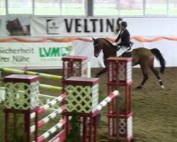 jumper Canamour (Oldenburg show jumper, 2007, from Cartoon)
