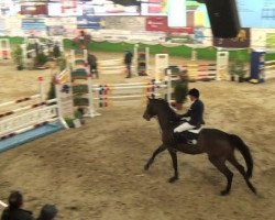 jumper California 91 (Holsteiner, 2007, from Cassiano)