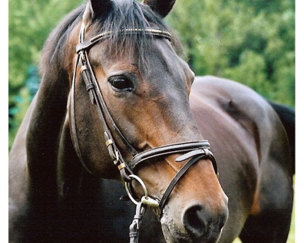 horse Ellie (Hanoverian, 1991, from Eiger I) horse Ellie (Hanoverian, 1991, from Eiger I)
