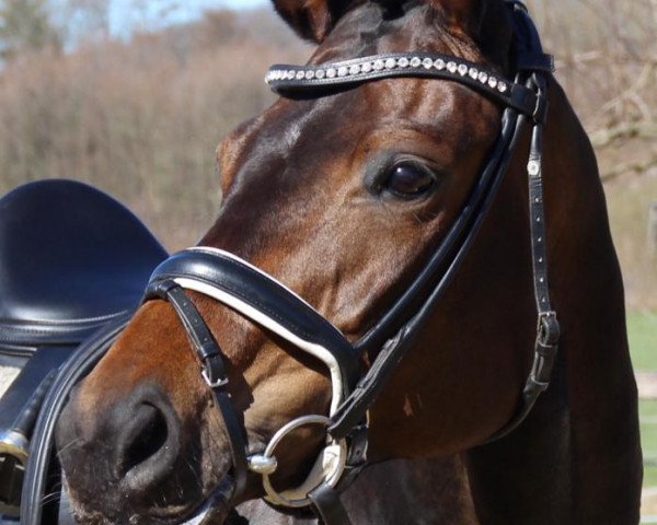 dressage horse Daydream (German Sport Horse, 2014, from Destano)