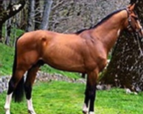 Deckhengst Darlon van Dijkershof (Belgisches Warmblut, 2003, von Toulon)
