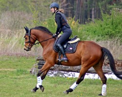 Springpferd Cognac 121 (Mecklenburger, 2017, von Fantome d'Abdullah)