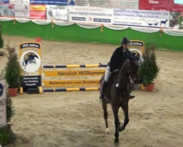 Springpferd Chopin 95 (Rheinländer, 2008, von Completto 2)