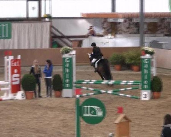 jumper Ramyro (New Forest Pony, 1998, from Anydale Ron)