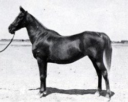 broodmare Sabah 1920 RAS (Arabian purebred, 1920, from Mabrouk Manial 1912 RAS)