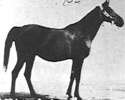 broodmare Bint Sabah 1925 RAS (Arabian purebred, 1925, from Kazmeen 1916 EAO)