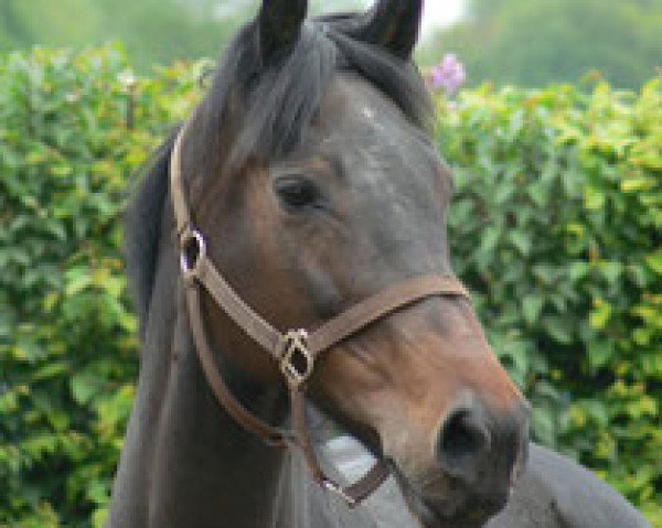 broodmare Liviana (Holsteiner, 1996, from Linaro)