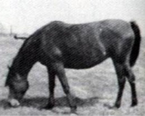 broodmare Fa Habba 1947 EAO (Arabian purebred, 1947, from Fadl 1930 RAS)