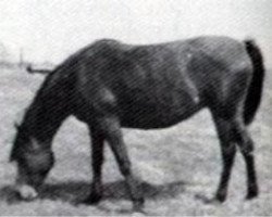 broodmare Fa Habba 1947 EAO (Arabian purebred, 1947, from Fadl 1930 RAS)