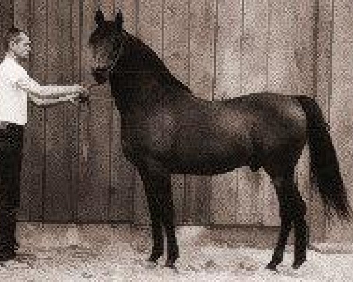 stallion Fadheilan 1942 ox (Arabian purebred, 1942, from Fadl 1930 RAS)