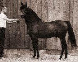stallion Fadheilan 1942 ox (Arabian purebred, 1942, from Fadl 1930 RAS)