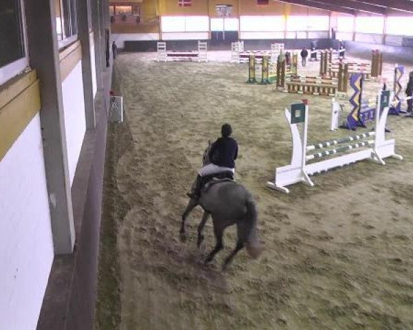 Springpferd Heros-Greenfield (Belgisches Warmblut, 2007, von Winningmood van de Arenberg)