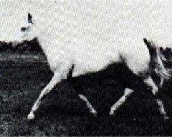 broodmare Habba 1945 ox (Arabian purebred, 1945, from Fadl 1930 RAS)