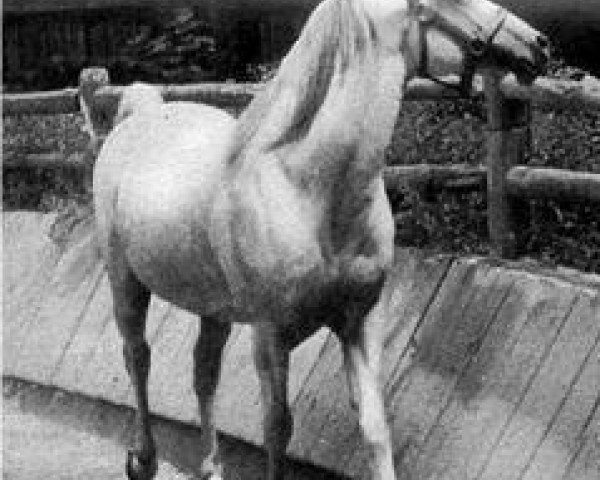 stallion Fay El Dine 1934 ox (Arabian purebred, 1934, from Fadl 1930 RAS)