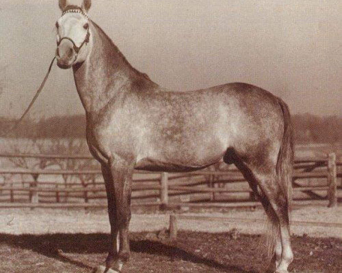 stallion Fadl 1930 RAS (Arabian purebred, 1930, from Ibn Rabdan 1917 RAS)