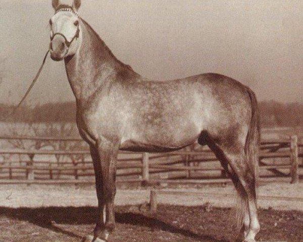 stallion Fadl 1930 RAS (Arabian purebred, 1930, from Ibn Rabdan 1917 RAS)